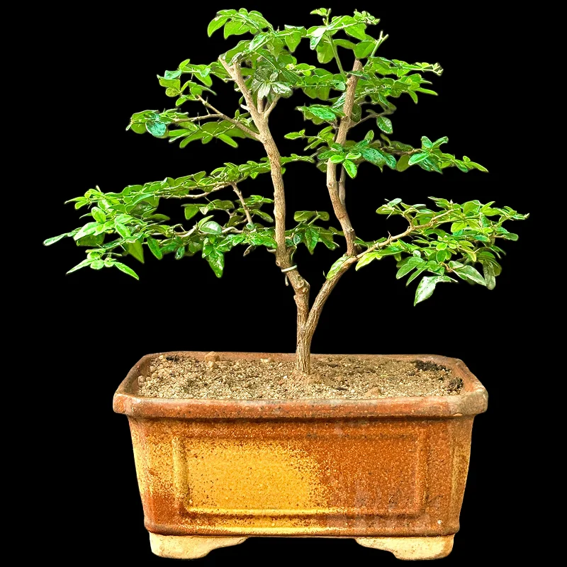 TRIPHASIA TRIFOLIA JUNGLEE LEMONS